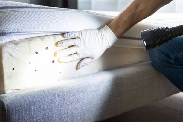 Best Affordable Pest Control Services  in Thayer, MO