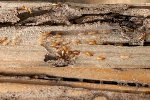 Best Pest Removal Services  in Thayer, MO
